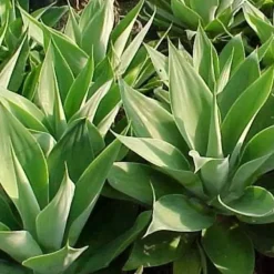 Naturaplaza Agave Poeder Inuline Biologisch Online
