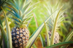 Naturaplaza Ananas Poeder Biologisch Sale
