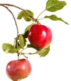 Naturaplaza Appel Poeder Gevriesdroogd Biologisch Clearance