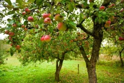Naturaplaza Appel Poeder Gevriesdroogd Biologisch Clearance