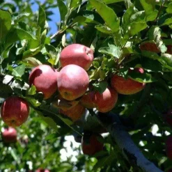 Naturaplaza Appelblokjes Biologisch Best