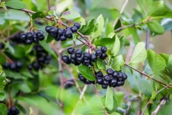 Naturaplaza Aronia Bessen Pulp Poeder Biologisch Hot