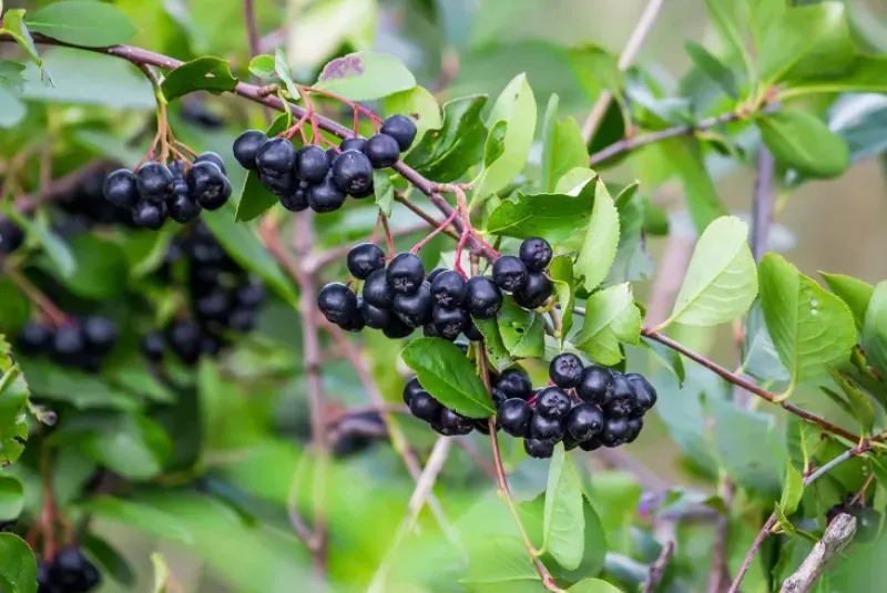 Naturaplaza Aronia Bessen Pulp Poeder Biologisch Hot