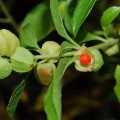 Naturaplaza Ashwagandha poeder Biologisch Online