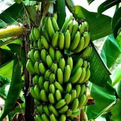 Naturaplaza Bananen Poeder Biologisch Hot
