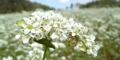 Naturaplaza Boekweit Vlokken Biologisch Online