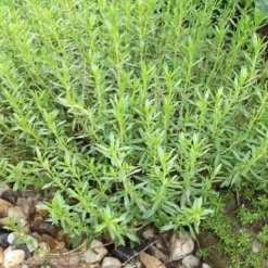 Naturaplaza Bonenkruid Gesneden Biologisch Discount
