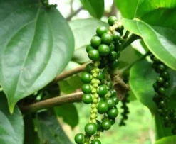 Naturaplaza Bonte peper India & Brazillië Biologisch Best