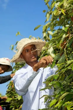Naturaplaza Bonte peper India & Brazillië Biologisch Best