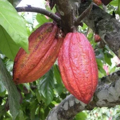 Naturaplaza Cacao Nibs Raw Biologisch Best