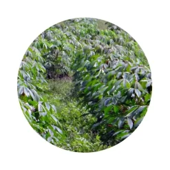 Naturaplaza Cassavemeel Wit Biologisch Best