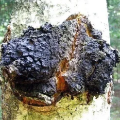 Naturaplaza Chaga Paddenstoelen Poeder Biologisch Sale