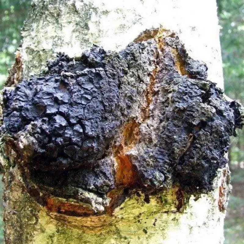 Naturaplaza Chaga Paddenstoelen Poeder Biologisch Sale