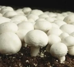 Naturaplaza Champignon Granulaat 3-6 mm Biologisch Sale