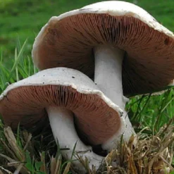 Naturaplaza Champignon Poeder Agaricus camprestis Biologisch Best