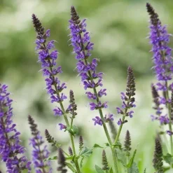 Naturaplaza Chia Zaden Zwart Biologisch Discount