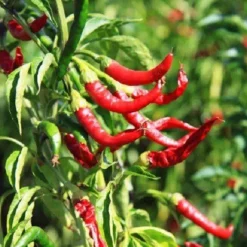 Naturaplaza Chili Poeder Kids 3000 SHU kiemarm Biologisch Outlet