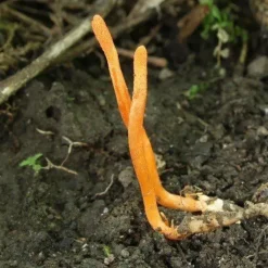 Naturaplaza Cordyceps Sinensis Paddenstoel Poeder Biologisch Discount