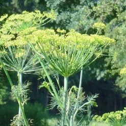 Naturaplaza Dille Poeder Biologisch Hot
