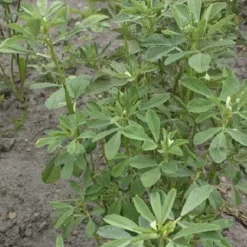 Naturaplaza Fenegriekzaad Heel kiemarm Biologisch New