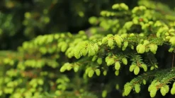 Naturaplaza Fijnspar Dennennaalden Thee Picea Abies Clearance