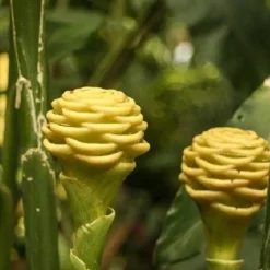 Naturaplaza Gember Stukjes 3-6 mm Biologisch Online