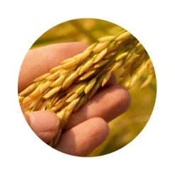 Naturaplaza Genmaicha Thee Biologisch Sale