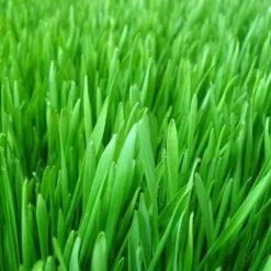 Naturaplaza Gerstegras (Nieuw Zeeland) Biologisch Clearance