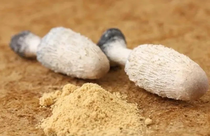 Naturaplaza Geschubde Inktzwam Poeder Coprinus comatus Biologisch Discount