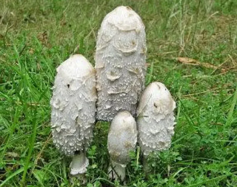 Naturaplaza Geschubde Inktzwam Poeder Coprinus comatus Biologisch Discount