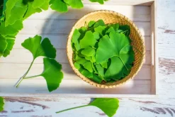 Naturaplaza Gingko Biloba (blad) Poeder Biologisch Discount
