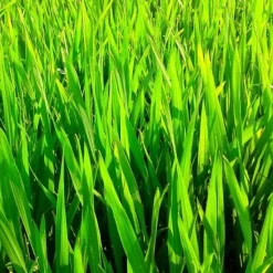 Naturaplaza Green Blend Poeder Biologisch Outlet