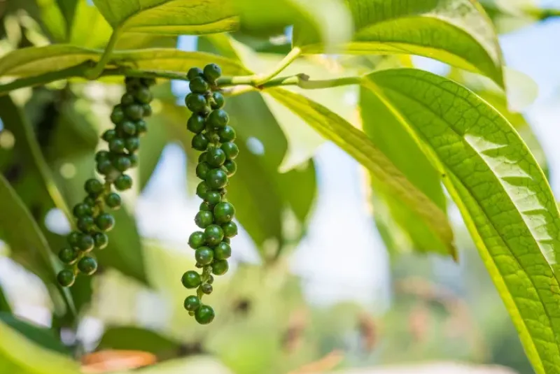 Naturaplaza Groene Peper Heel Biologisch New