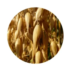 Naturaplaza Havervlokken Grof Glutenvrij Biologisch Outlet