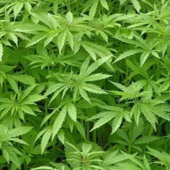 Naturaplaza Hennep Eiwit Poeder EU Biologisch (48% Proteïne) Outlet