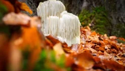 Naturaplaza Hericium (Pruikzwam) Granulaat 4-6 mm Biologisch Best