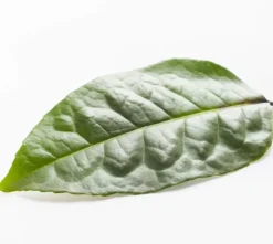 Naturaplaza Ilex Guayusa Poeder Biologisch Fashion