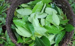 Naturaplaza Ilex Guayusa Poeder Biologisch Fashion