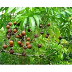 Naturaplaza Indiase Wasnoten Sapindus Mukorossi Clearance