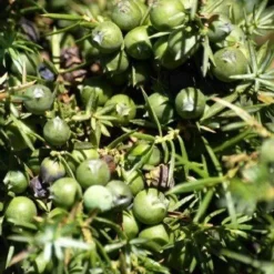 Naturaplaza Jeneverbessen Granulaat Biologisch Sale