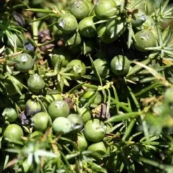 Naturaplaza Jeneverbessen Poeder Biologisch Sale