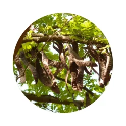 Naturaplaza Johannesbroodpitmeel Biologisch Best