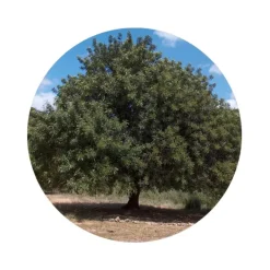 Naturaplaza Johannesbroodpitmeel Biologisch Best