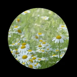Naturaplaza Kamille Poeder Biologisch Online