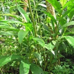 Naturaplaza Kardemom in schil Heel Biologisch Hot