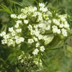 Naturaplaza Komijn heel Biologisch Online