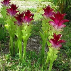 Naturaplaza Kurkuma Poeder kiemarm Biologisch Clearance