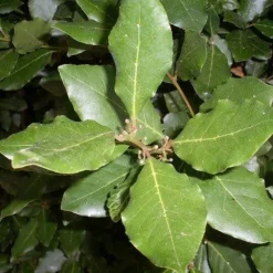 Naturaplaza Laurierblad Poeder kiemarm Biologisch Online