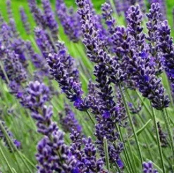 Naturaplaza Lavendelbloesem Biologisch Discount