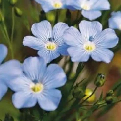 Naturaplaza Lijnzaad Eiwit Poeder Licht-Goud Biologisch (33% Proteïne) Best
